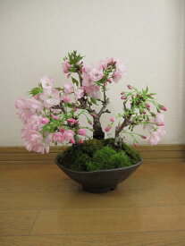 サクラのお花見自宅でお花見八重桜の盛り合わせ盆栽さくら盆栽お花見ができます。桜盆栽信楽鉢入り　2024年4月中頃開花の桜盆栽となります。送料無料