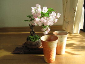 自宅でお花見桜盆栽桜 二人で お花見盆栽　炎彩信楽コップ付き　2022年花芽付の桜盆栽となります。