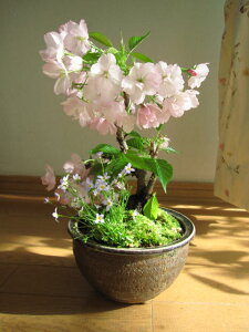 自宅で桜のお花見を楽しむ【2025年4中頃月頃開花予定】自宅でお花見を楽しもうさくら盆栽山野草の寄せ植え