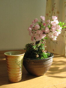 自宅でお花見が楽しめる2023年開花桜　盆栽 桜盆栽　苔ももと桜 炎彩コップ付き
