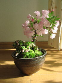 楽天市場 桜ミニ盆栽の通販