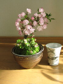 自宅でサクラのお花見が楽しめる2023年4月頃開花盆栽桜 花芽付の桜盆栽となります。桜盆栽桜とこけもも 仲良く お花見サクラ盆栽　雲海信楽コップ付き