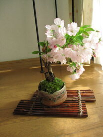 楽天市場 桜 盆栽 ソメイヨシノの通販