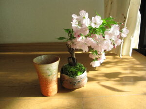 自宅でお花見サクラ桜盆栽：ミニ盆栽桜 お花見盆栽　信楽コップ付き　2022年花芽付の桜盆栽となります。