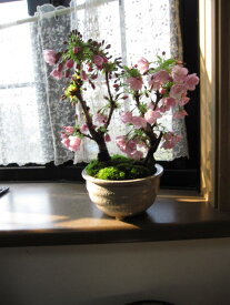さくらのお花見を母の日のプレゼント2025年5月に開花笑顔の花が咲くさくら盆栽母の日ギフト自宅でサクラのお花見を楽しめる桜盆栽八重桜盆栽盆栽信楽鉢入り自宅で春にお花見ができます
