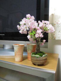 楽天市場 桜 鉢植えの通販