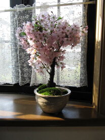 お母さんに笑顔の花が咲くプレゼントに自宅でお花見ができる桜盆栽2024年5月に開花御殿場　さくら【盆栽】桜盆栽自宅でもお花見できる桜盆栽となります。プレゼントにもおすすめのさくら御殿場桜盆栽です