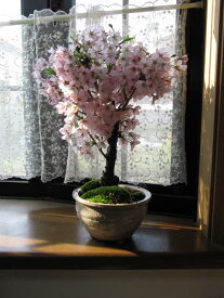 楽天市場 桜 枝 販売の通販 楽天市場 桜 枝 販売の通販