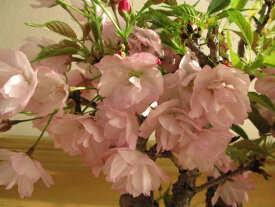 楽天市場 八重の花の通販