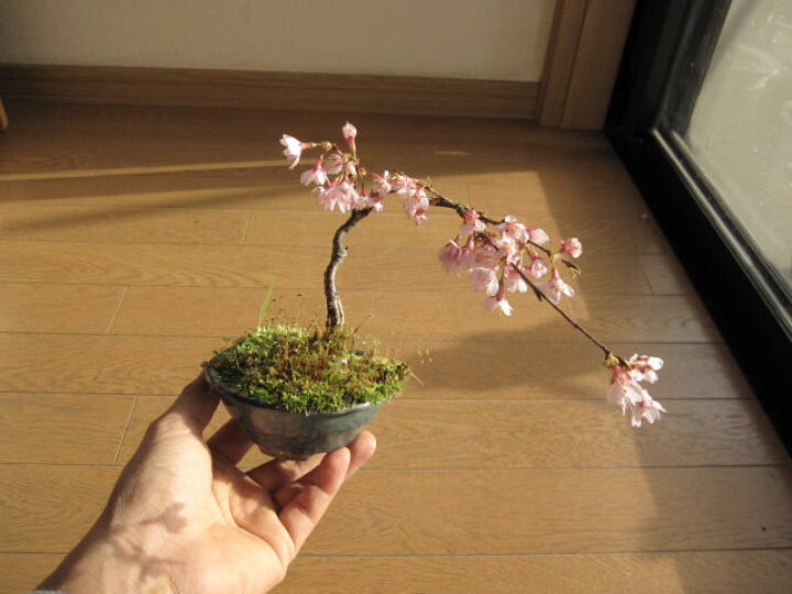 楽天市場】おかめ桜 送料無料 盆栽 桜盆栽 2017年花芽付の桜盆栽となり 