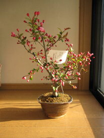 ハナカイドウ盆栽：花海棠 花が下向きに　かわいく咲きます。2024年　四月中頃開花予定です。