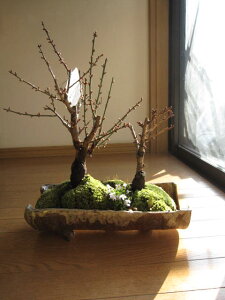 g~Ԗ~2025Nj~~͑蕨~͐My@@~~́@~͂Ɣ~~͊񂹐A