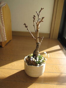 łԌy߂2025N4ɍ̊Jԍ~͂߃TN~͂Ȃ݂ɊCOł@BONSAI {TCƌ܂BłԌ