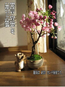 TN̂Ԍyނɂ͂4Jԍ~͖~͍~́@lɂȊŃTN̂Ԃ܂B@~́@@w@Ƃ̂j@ԉt̍~͂ƂȂ܂B