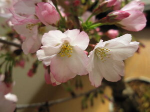 生花 桜 鉢植えの人気商品 通販 価格比較 価格 Com 生花 桜 鉢植えの人気商品 通販 価格比較 価格 Com