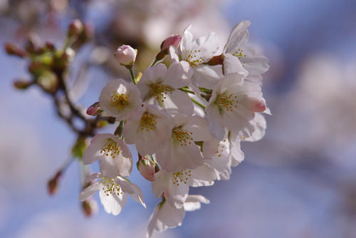 楽天市場】育てる楽しみ桜盆栽【母の日ギフトにもおすすめです