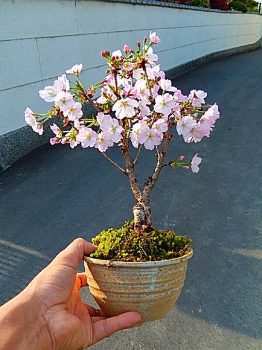 楽天市場 母の日ギフト自宅でお花見を楽しむ22年5月に開花自宅でお花見を楽しめる御殿場さくら盆栽桜盆栽信楽鉢入り御殿場桜盆栽 一重のピンクのサクラのお花がかわいいですよ 園芸百貨店何でも揃うこぼんさい