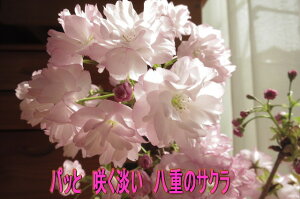 2025N4ɊJԂ~̓x_łrOłԌł@~́F~ d炫́@sN̉Ԃ̍@COł@BONSAI {TCƌ܂B@