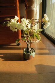 4月中頃開花予定【桜盆栽】めずらしい　黄桜桜盆栽御衣黄桜盆栽信楽鉢入り 桜盆栽ちなみに海外でも　BONSAI ボンサイと言います。　