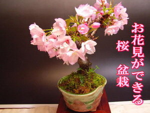 ミニ盆栽 桜 盆栽 植木 植木 盆栽の人気商品 通販 価格比較 価格 Com