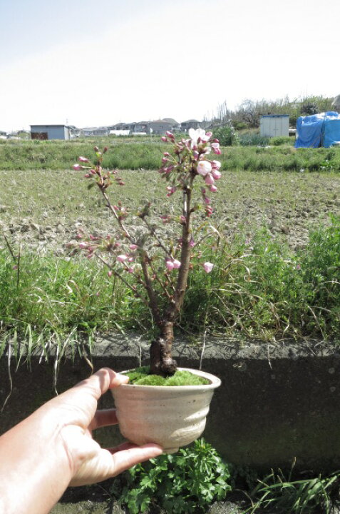 御殿場桜盆栽 一重のピンク色の 桜が かわいい 御殿場桜 高質で安価