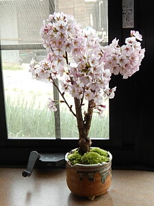 a~͂ȂjɃpbƍ炭炭~4ɊJԂ̍~͂ƂȂ܂BaJMtg j~