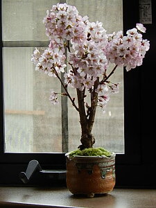 ミニ盆栽 桜 盆栽 植木の人気商品 通販 価格比較 価格 Com