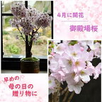 早めの母の日用に 自宅でさくらのお花見を 2024年4月頃に自宅で桜のお花見桜盆栽さくらのお花見が楽しめます 御殿場桜盆栽