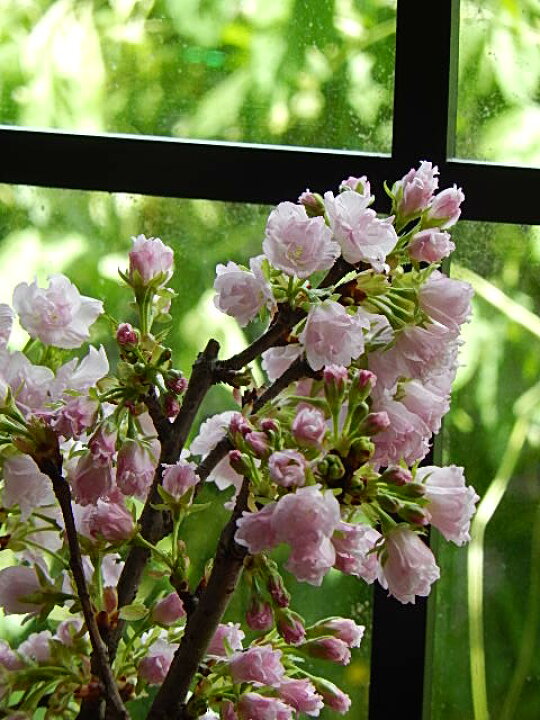 楽天市場】お誕生日プレゼントに今年は自宅でサクラのお花見を自宅で2023年4月開花のサクラ八重ツイン盆栽桜盆栽信楽鉢入り 旭山桜盆栽育てて来年自宅で お花見が楽しめます : 園芸百貨店何でも揃うこぼんさい 楽天市場】お誕生日プレゼントに今年は自宅でサクラのお花見を自宅で2023年4月開花のサクラ八重ツイン盆栽桜盆栽信楽鉢入り 旭山桜盆栽育てて来年自宅で お花見が楽しめます : 園芸百貨店何でも揃うこぼんさい