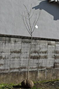 LO̐AɗhȐgcy z1.5mȎcyzV{c[@c̍@AɗhȐgTNLOɁ@͂ł܂