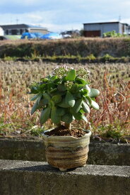 ギフト　金運アップ金のなる木多肉植物 【観葉植物】花月 お届け時　お花は咲いておりません