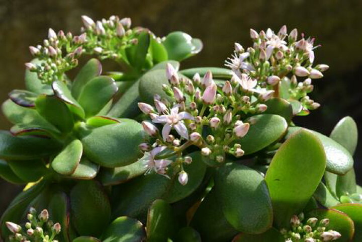 アウトレット 送料無料 21年花芽付き 金のなる木 鉢植え 花月 縁起物 多肉植物 観葉植物 フチベニベンケイ 撮影21年12月22日鉢底から50センチ6号鉢植えギフト お誕生日プレゼントに 1oficioverde Com Br