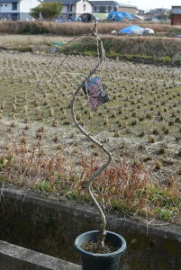 ߂̍c2025N4JԂ c؁ydz@d@cN߂̂c@A V{c[ɍœK@