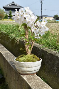 ミニ盆栽 桜 盆栽 植木の人気商品 通販 価格比較 価格 Com