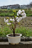 2026年開花予定のソメイヨシノ桜 4月のお届けは葉桜での　お届けとなります 【染井吉野桜】桜 盆栽 高さ3…