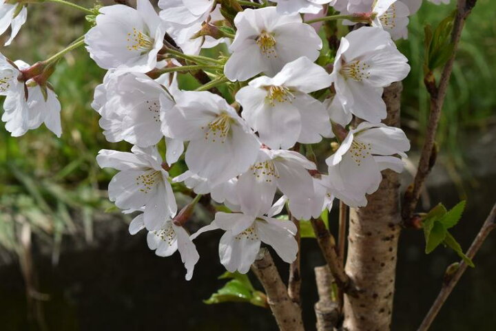 桜盆栽2023年お届けは葉桜でのお届けソメイヨシノ盆栽サクラといえば染井吉野サクラの盆栽です 園芸百貨店何でも揃うこぼんさい