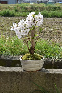 ソメイヨシノ 桜 盆栽 植木の人気商品 通販 価格比較 価格 Com
