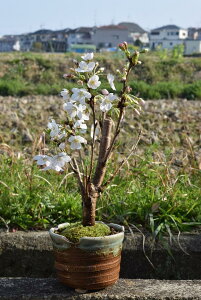 ソメイヨシノ 桜 盆栽 植木の人気商品 通販 価格比較 価格 Com