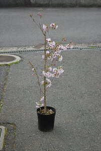 桜 鉢植えの通販 価格比較 価格 Com 桜 鉢植えの通販 価格比較 価格 Com