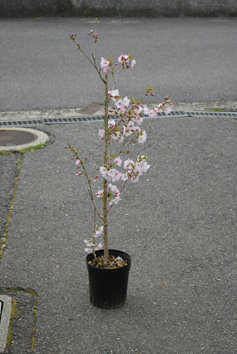 楽天市場】桜御殿場桜苗2026年4月頃開花予定の苗当店おススメ桜苗桜の 