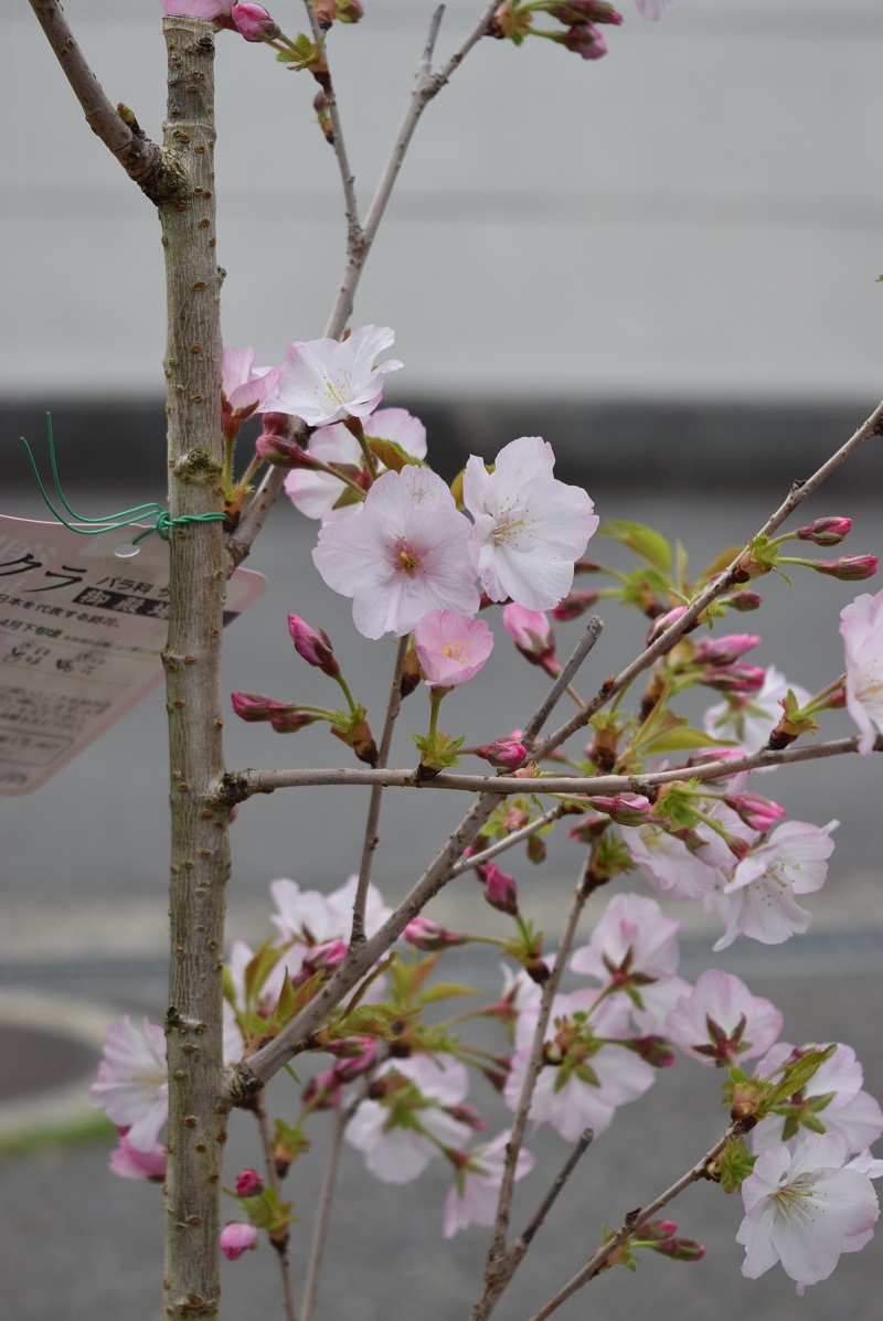 楽天市場】おすすめサクラ2023年4月開花鉢植え鉢植えでも庭木用でも