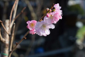 炫cyTNc zyczA[R[h ؐAc