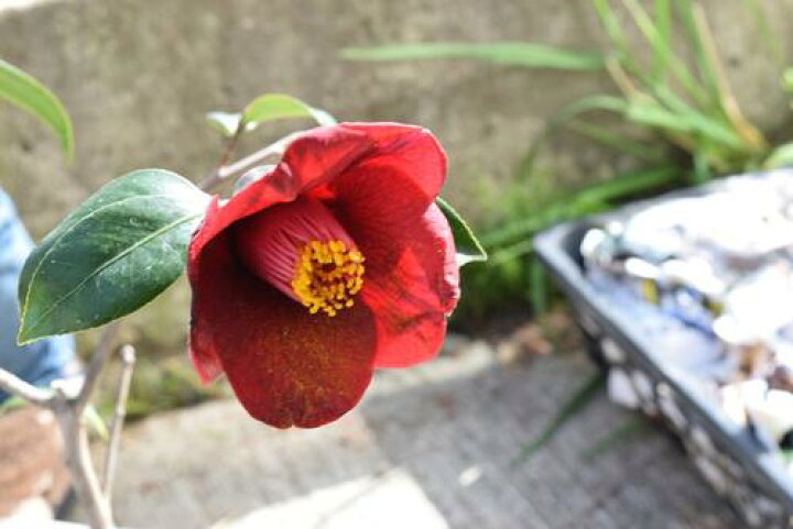 楽天市場 椿苗 つばき苗木 22年開花の椿苗 ツバキ くろわびすけ黒侘助 園芸百貨店何でも揃うこぼんさい