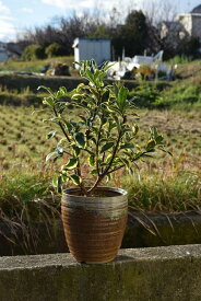 沈丁花4月から5月開花沈丁花前島ジンチョウゲ鉢植え花の香りがいいかおりがします。　自然の香水　沈丁花覆輪沈丁花前島