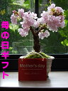 母の日ギフトに2020年5月開花さくら盆栽を育てて来年のお花見を楽しめます八重桜盆栽プレゼントにもおすすめです大切な人へのプレゼントにもおすすめミニ盆栽です自宅...