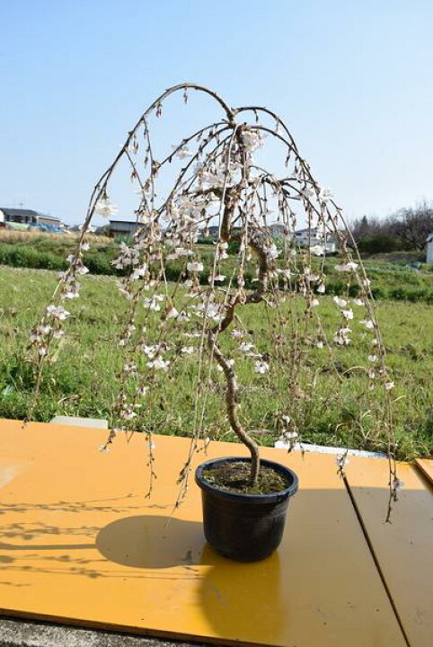 楽天市場】富士しだれ桜2025年4月頃開花【しだれ富士桜】樹形の良い 