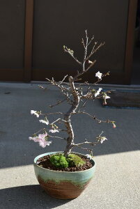 庭 桜 盆栽の人気商品 通販 価格比較 価格 Com 庭 桜 盆栽の人気商品 通販 価格比較 価格 Com