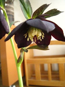 NX}X[YJԗ\芔y|bgcz yNX}X[YzubN