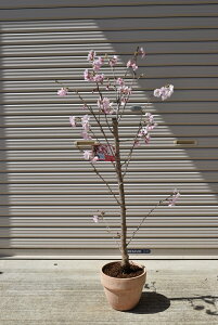 生花 桜 鉢植えの人気商品 通販 価格比較 価格 Com