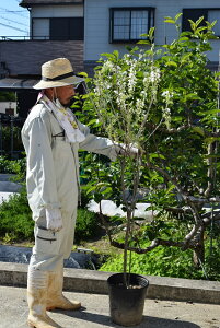 11{12̔ƂȂ܂BIp@c@c2026N4JԂ̔c@1.5Mycz@F̓̂